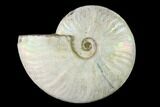 Silver Iridescent Ammonite (Cleoniceras) Fossil - Madagascar #137398-2